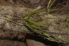 Dendrobium schoeninum