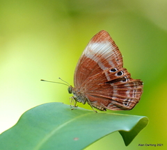 Abisara saturata kausambioides