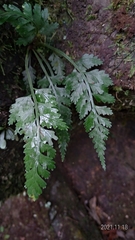 Asplenium ritoense