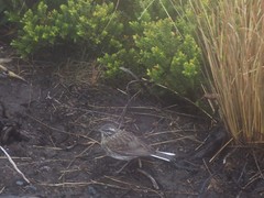 Anthus novaeseelandiae