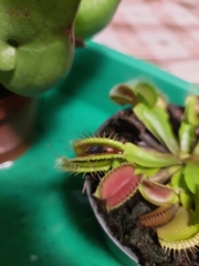 Dionaea