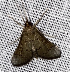 Piletocera macroperalis