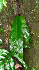 Microsorum membranaceum