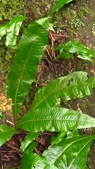 Microsorum membranaceum