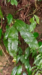 Microsorum membranaceum