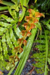 Blechnum novae-zelandiae