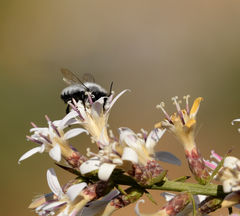Megachile saulcyi