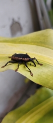 Homalinotus deplanatus