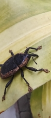 Homalinotus deplanatus
