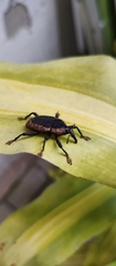 Homalinotus deplanatus
