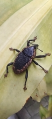 Homalinotus deplanatus