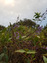 Hardenbergia