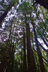 Dacrycarpus dacrydioides