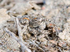 Aelurillus dubatolovi