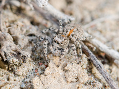 Aelurillus dubatolovi