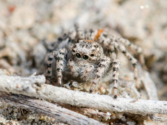 Aelurillus dubatolovi