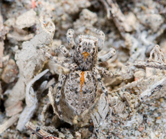 Aelurillus dubatolovi