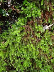 Dendroligotrichum tongariroense