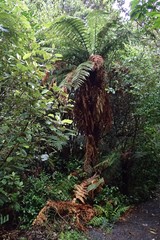 Dicksonia fibrosa