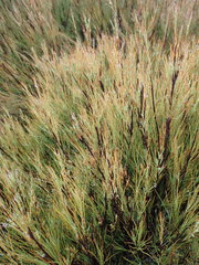Dracophyllum longifolium
