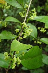 Geniostoma ligustrifolium