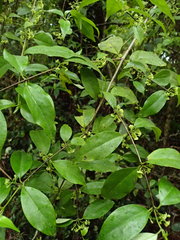 Geniostoma ligustrifolium