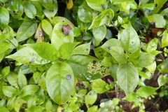 Geniostoma ligustrifolium