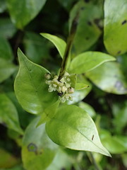 Geniostoma ligustrifolium