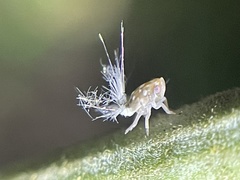 Scolypopa