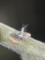 Scolypopa