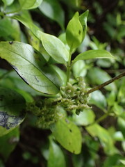 Geniostoma ligustrifolium