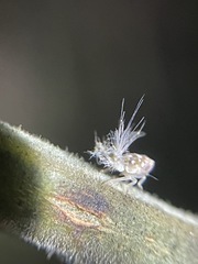 Scolypopa
