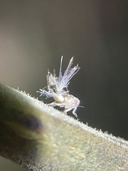 Scolypopa