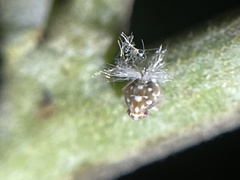 Scolypopa