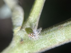 Scolypopa