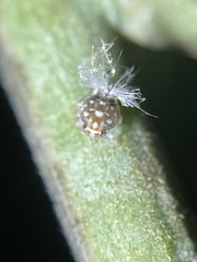 Scolypopa