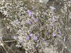 Limonium dichotomum