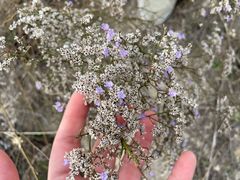 Limonium dichotomum