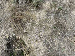 Limonium dichotomum