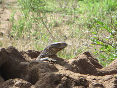 Varanus albigularis microstictus