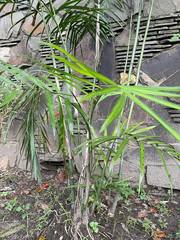 Dypsis lutescens