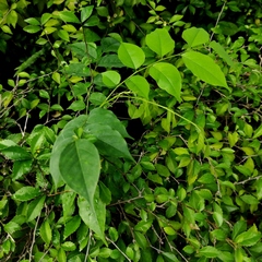 Pterocarpus indicus