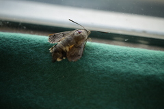 Macroglossum stellatarum