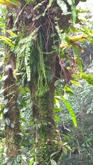 Phlegmariurus phlegmaria