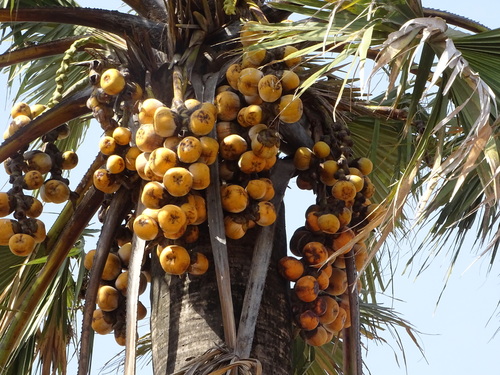 borassus palm