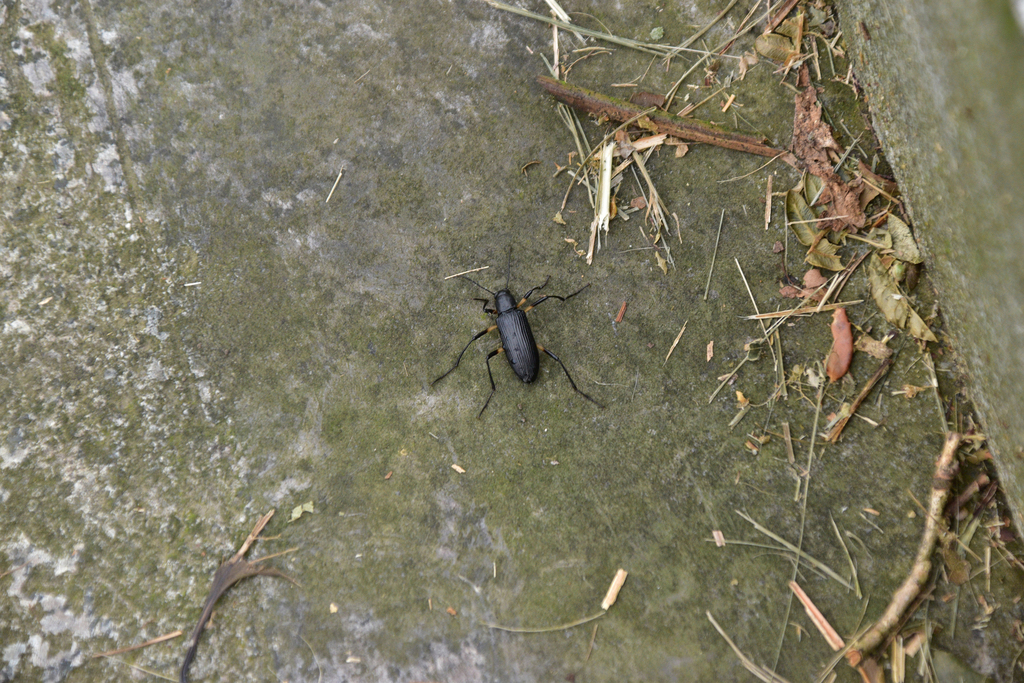 Strongylium basifemoratum
