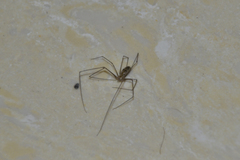 Smeringopus pallidus