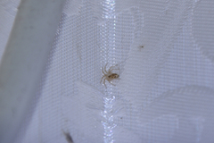 Oecobius cellariorum