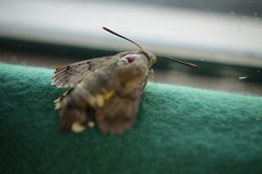 Macroglossum stellatarum