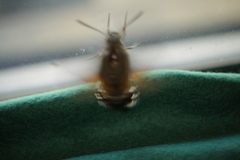 Macroglossum stellatarum